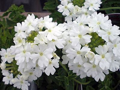 Lorvox Hybrid Verbena Seed(28 per packet)