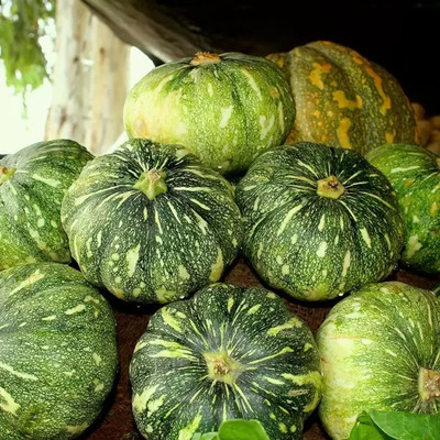 MAA Pumpkin Green Seed(38 per packet)