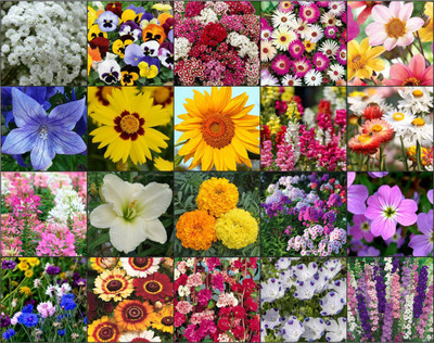 Aero Seeds Aero Seeds Combo of 20 variety flower seeds with instruction manual. Seed(20 per packet)