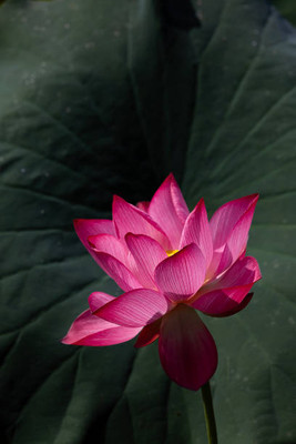 RDK lotus,kamal gatta Seed(10 per packet)
