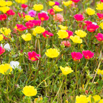Mozette Exotic portulaca Seed(34 per packet)