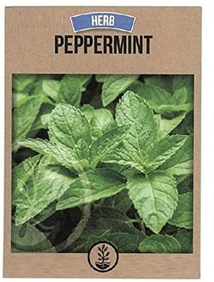 CYBEXIS Peppermint Medicinal Herb Seed2800 Seeds Seed(2800 per packet)