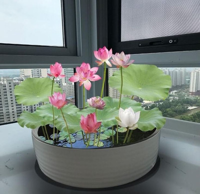 SEMINA VITA lotus seeds for home flower plant premium SEEDS Seed(15 per packet)