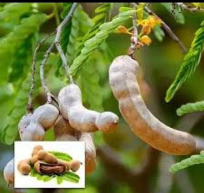 Aywal Meethi Imli ( Tamarind) Seed(11 g)