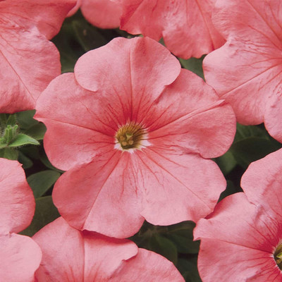 Biosnyg Petunia - Madness Series Flower-Simply (Salmon Pink)[100 Seeds] Seed(100 per packet)