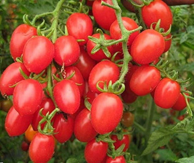 CYBEXIS plant_seed Seed(1000 per packet)