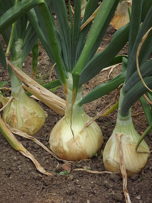 CYBEXIS Ailsa Craig Onion vegitable Seeds-500 Seeds Seed(500 per packet)