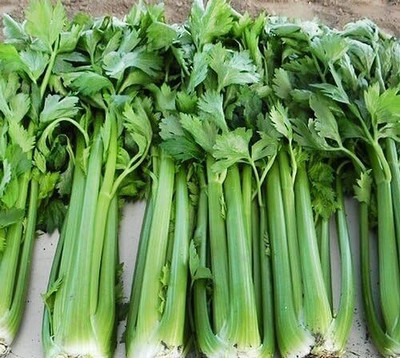 Qualtivate VXI-239 Chinese Celery Seeds, Kintsai Seed(500 per packet)