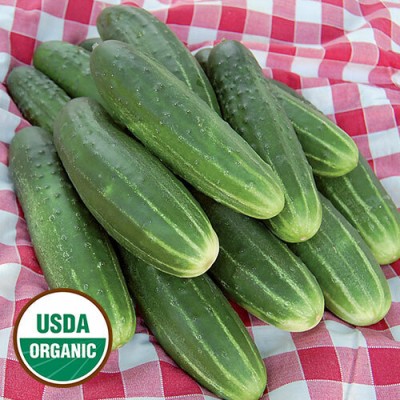 Quentova Cuccumber Seeds Home Garden Seeds-NCS-22J Seed(200 per packet)