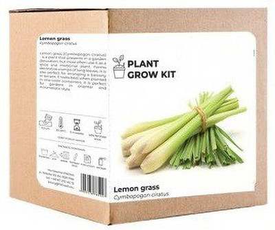 CYBEXIS LX-64 - Cymbopogon Flexuosus Lemon Grass - (2250 Seeds) Seed(2250 per packet)