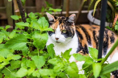 Qualtivate TLX-101 Catnip Seeds for Planting Seed(1000 per packet)