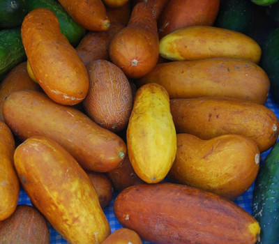 WILLVINE PAU-495 Poona Kheera CUCUMBER SEEDS Seed(200 per packet)