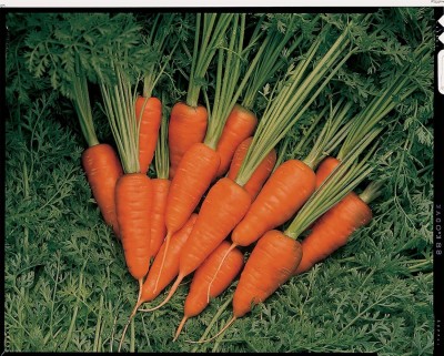 KNESSiN Carrot Short n Sweet Seed(300 per packet)