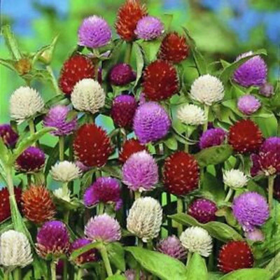 Quentova Gomphrena Audrey mix flower-RJ-3J Seed(40 per packet)