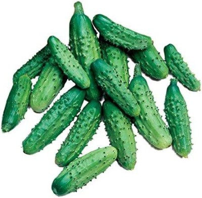 VibeX TLX-92 - Parisian Gherkin Hybrid Cucumber - (1350 Seeds) Seed(1350 per packet)