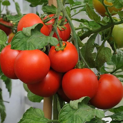 GreekNseeds tomato Seed(100 per packet)