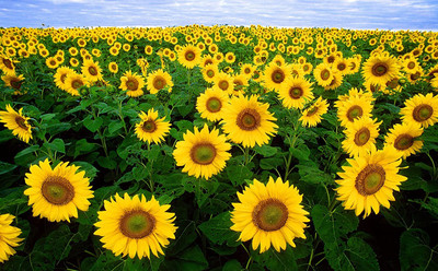 Aywal Sunflower Mix Color Flower Seed(220 per packet)
