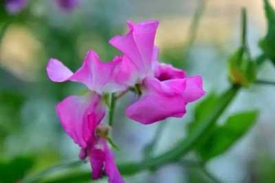 Aro Sweet pea Seed(15 per packet)
