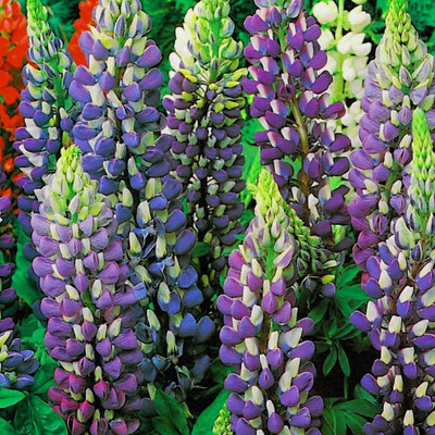Aywal Lupin Mix Color Flower Seed(3 g)