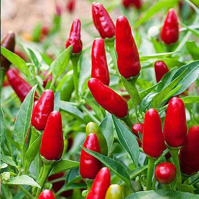 KANAYA Moti Mirch/Pepper Green Hybrid Seed(400 per packet)