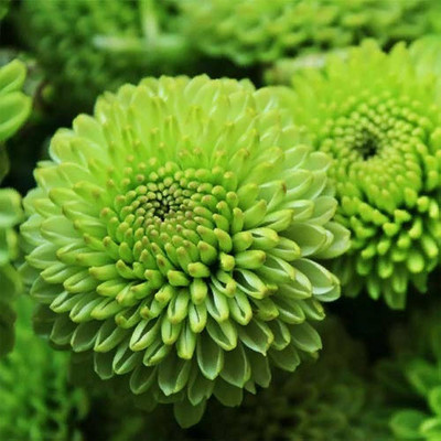 BDSresolve Chrysanthemum flower seeds green/Chrysanthemum seeds 82 Seed(82 per packet)