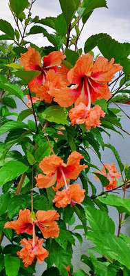 the green dotcom Hibiscus Plant Seed(1 per packet)