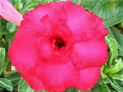 Qualtivate GUA-512 Adenium Obesum Seeds Seed(30 per packet)