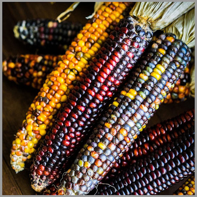 VibeX ® XLR-900 Multi Color Corn (maize) Open Pollinated Seeds Seed(500 per packet)
