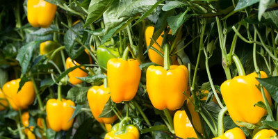 DIVINE CAPSICUM Seed(20 per packet)