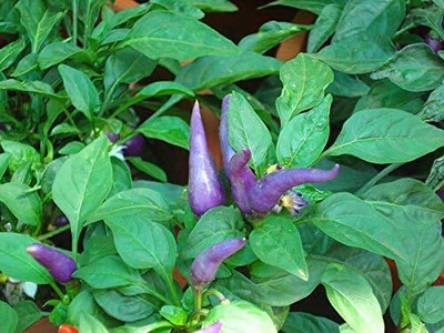 Qualtivate RES-9A BOLIVIAN RAINBOW PEPPER CHILLI Seed(300 per packet)
