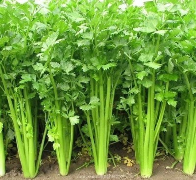 VibeX ® LXI-90 Celery Celeriac Turnip-Rooted Seed(500 per packet)