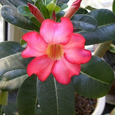 Qualtivate LXI-179 Adenium Obesum Desert Rose Seeds Seed(30 per packet)