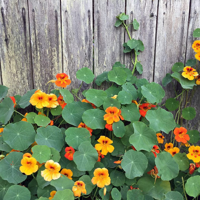 Aywal Nasturtium Double Mix Flower Seed(15 per packet)