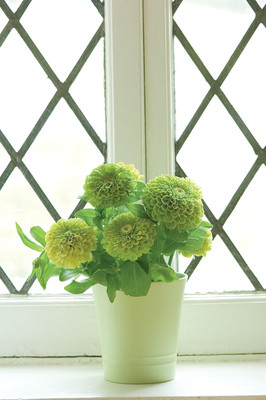 Qualtivate NDIR-53 Envy Zinnia Seeds Seed(25 per packet)