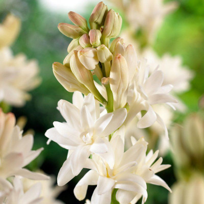 Andhagnai Greens Rajnigandha/Tuberose Double Flower Bulbs For Home Gardening Seed(5 per packet)
