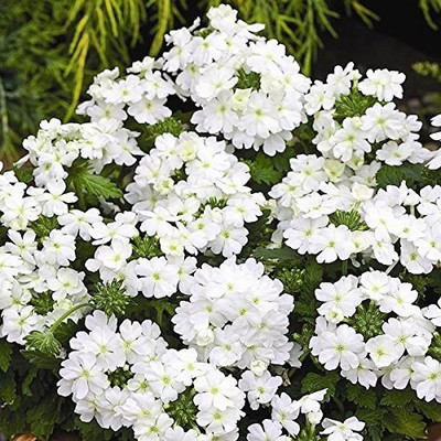 Aro Verbena mix Seed(65 per packet)