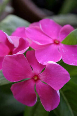 CORUS PINK DWARF ROSE Periwinkle / Vinca Rosea Seed(80 per packet)