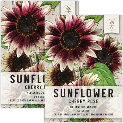 VibeX PAU-62 - Cherry Rose Sunflower - (450 Seeds) Seed(450 per packet)