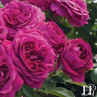 CYBEXIS PAU-96 - Celestial Night Rose - (300 Seeds) Seed(300 per packet)