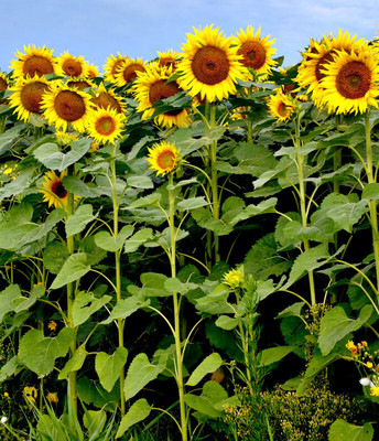 Arshiayat Sunflower seeds for planting/Sunflower Seeds 20 Seed(20 per packet)