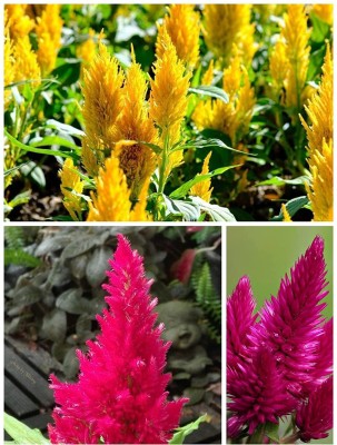 Aywal Celosia Argentea Flower Seed(60 per packet)