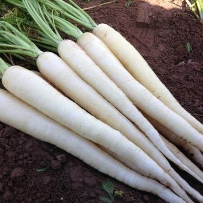 Qualtivate XXX-7A Snow White Carrot Seeds Seed(300 per packet)