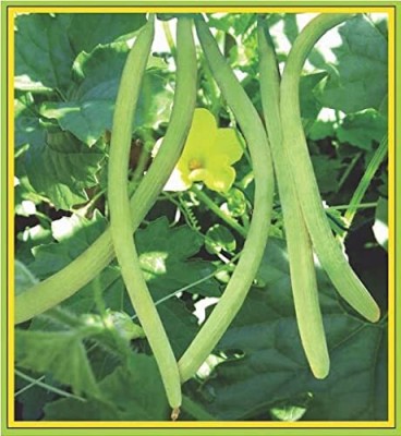 EKAKSHAR Long Melon Outdoor Kakdi/kakri/kakree Plant Seeds 25 Beej LMS212 Seed(25 per packet)