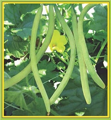 Qualtivate PUA-6A Thin Long Cuccumber Long Melon Seed(200 per packet)