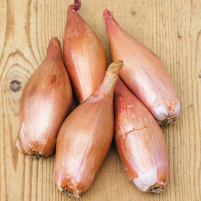 WILLVINE PAU -I Classic French Zebrune Shallot Onion [10g] Seed(7500 per packet)