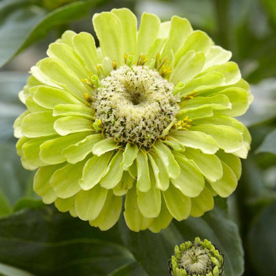 CYBEXIS Envy Lime Zinnia Seeds - Z. Elegans Giant Cut Seed(25 per packet)