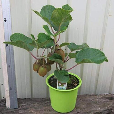 ActrovaX Kiwi fruit tree DIY Home Garden [10gm Seeds] Seed(10 g)