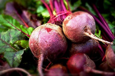 LPR CHUKANDAR,,BEETROOT Seed(50 per packet)