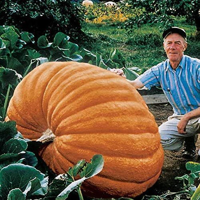 KNESSiN Early-Maturing Atlantic Giant Pumpkin Seeds For Gardening (60 Seeds) Seed(60 per packet)