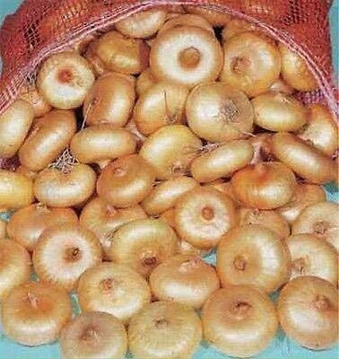 Qualtivate RES-3A Onion -Borettana Cippolini - Button Shape Seed(500 per packet)